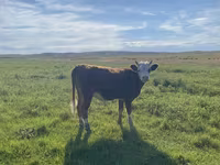 Qoyun, Qashqai sheep — foto 6