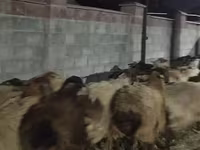公羊, Sheep — 照片 1