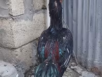 Chickens — foto 6