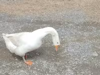 Geese — Foto 1