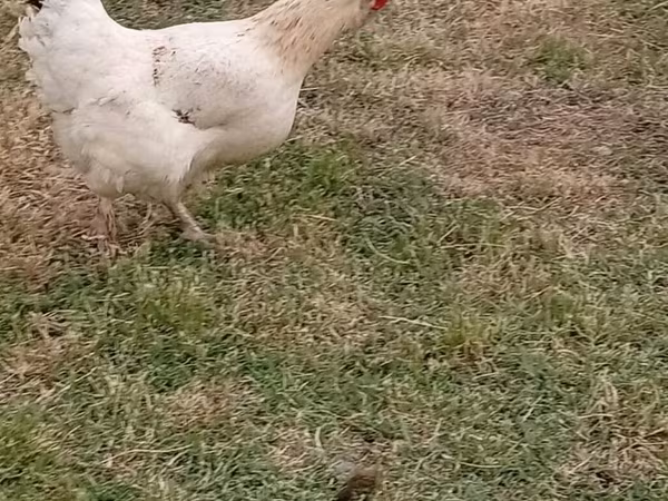 Chickens