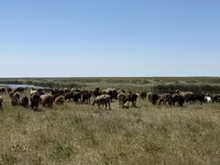 Oveja, Kazakh fat-tailed coarsewool sheep — foto 3