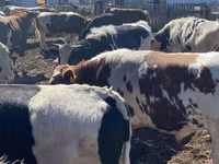 Buğa, Simmental cattle — foto 1