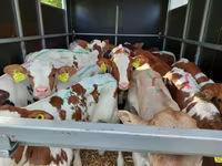 Bulle, Simmental cattle — Foto 2