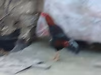 Chickens — Foto 4
