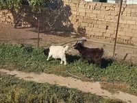 ماعز (دفعة، الجنس غير محدد), الماعز — الصورة 2