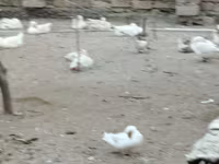 Geese — Foto 4