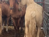 Horse (M), New Altai Horse — photo 2