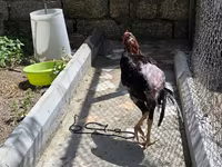 Chickens — Foto 3