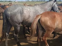 At, Orlov Trotter — foto 4