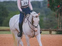 Stute, American paint horse — Foto 7