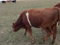 Buğa, Simmental cattle — foto 5