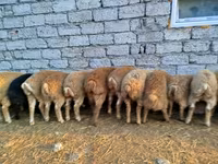 Qoyunlar (partiya, cinsi göstərilməyib), Qoyunlar — foto 6