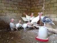 Blanca de pechuga ancha — foto 8