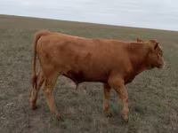 Buğa, Simmental cattle — foto 2