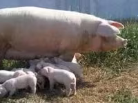 Schweine (Partie, Geschlecht nicht angegeben), Ландрас — Foto 5