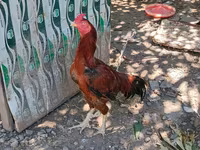 Chickens — photo 4