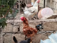Chickens — الصورة 2
