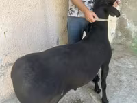 Ovejas (lote, sexo no especificado), Ovejas — foto 6