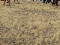 Horses (batch, sex not specified), Horses — photo 6
