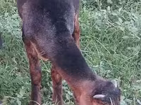 Козёл, Козлы — фото 6