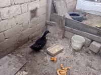 Ducks — foto 6