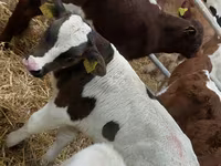 Buğa, Simmental cattle — foto 4