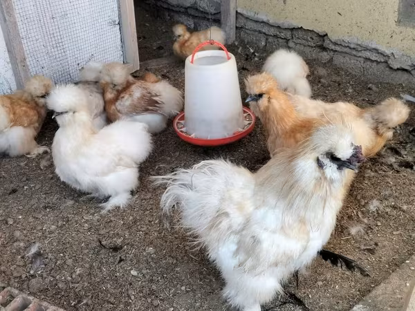 Chickens