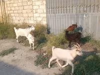बकरा, बकरियाँ — फ़ोटो 2