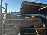 Caballo, Caballos — foto 5