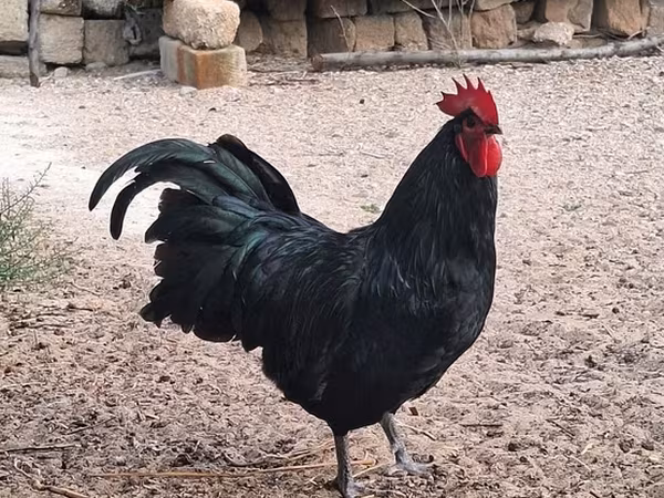 أوسترالورب