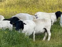मेढ़ा, Dorper sheep — फ़ोटो 2