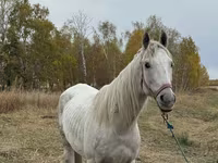 Caballo, Horse breed — foto 3