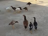 मेलीन — फ़ोटो 1