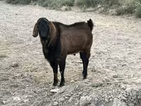 Taka, Nubian Goat — 3-rasm