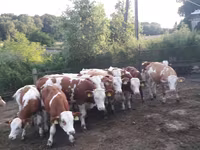 Бұқа, Simmental cattle — 6-сурет