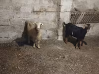 Ziegenbock, Ziegen — Foto 1