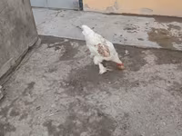 براهما — الصورة 3