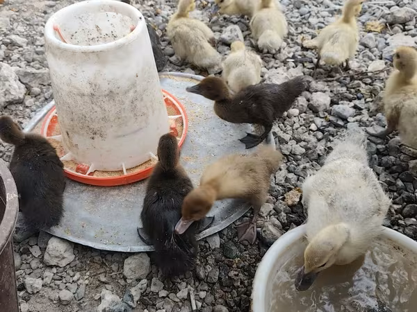 Ducks