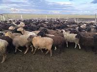 Ram, Sheep — photo 3