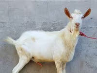 تيس, Dutch Landrace goats — الصورة 2