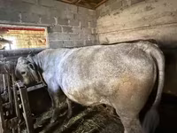सांड, मवेशी — फ़ोटो 1