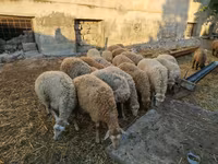 Ram, Sheep — photo 1