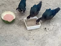 pato criollo doméstico — foto 2