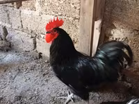 Australian Pit Game fowl — Foto 5