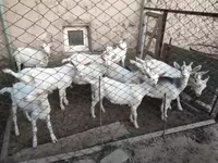 Dişi keçi, Saanen goat — foto 6
