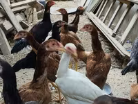 Chickens — الصورة 6
