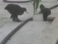 Chickens — foto 1
