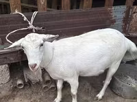 Cabra, Cabras — foto 1