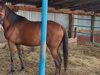 Yegua, Thoroughbred horse — foto 3